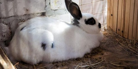 Kako nahraniti zeca nakon okrola da ima mlijeka